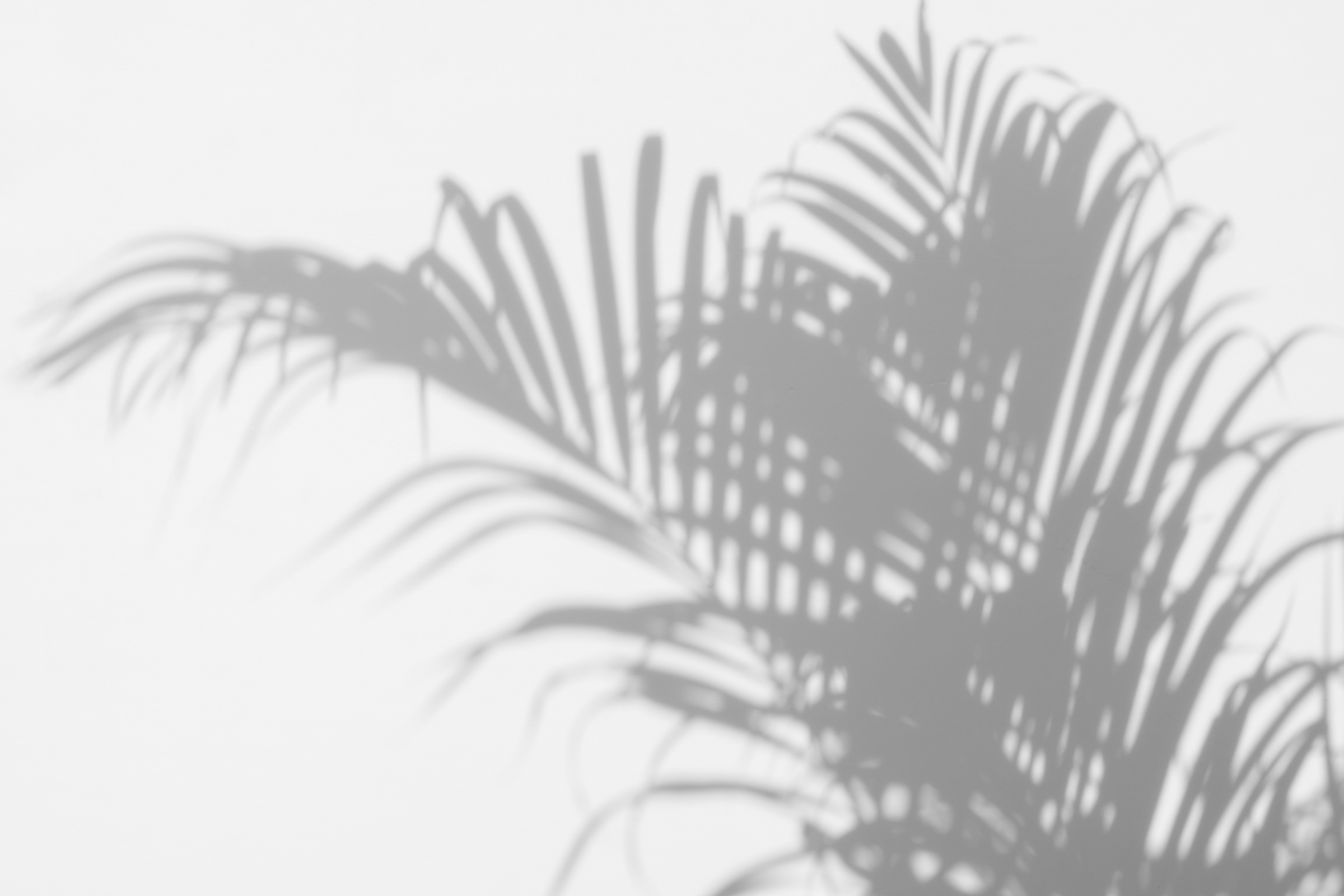 shadow palm leaves